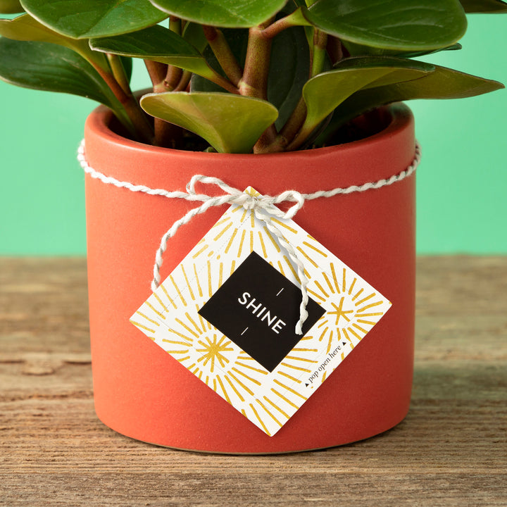 THOUGHTFULLS SHINE NEW