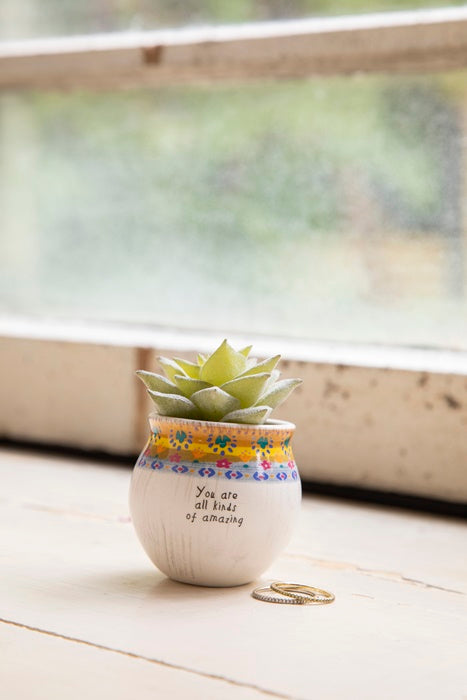 Succulent All Kinds Of Amazing