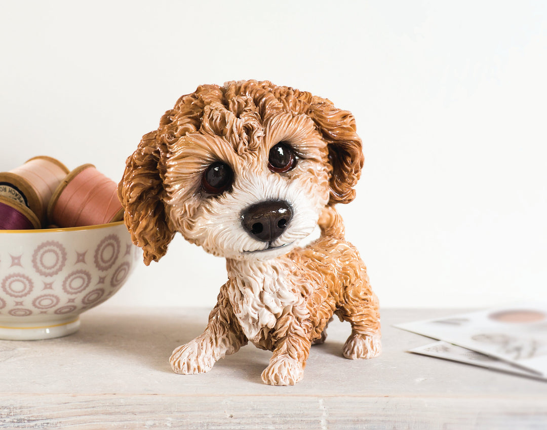 Collectable Molly Cavachon