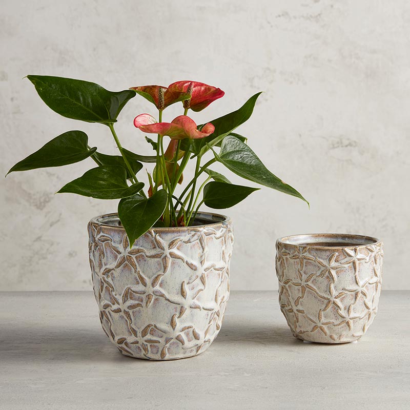 Starfish Embossed Planter - LGE