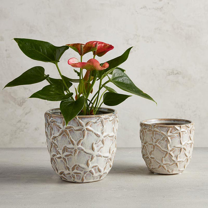 Starfish Embossed Planter - LGE