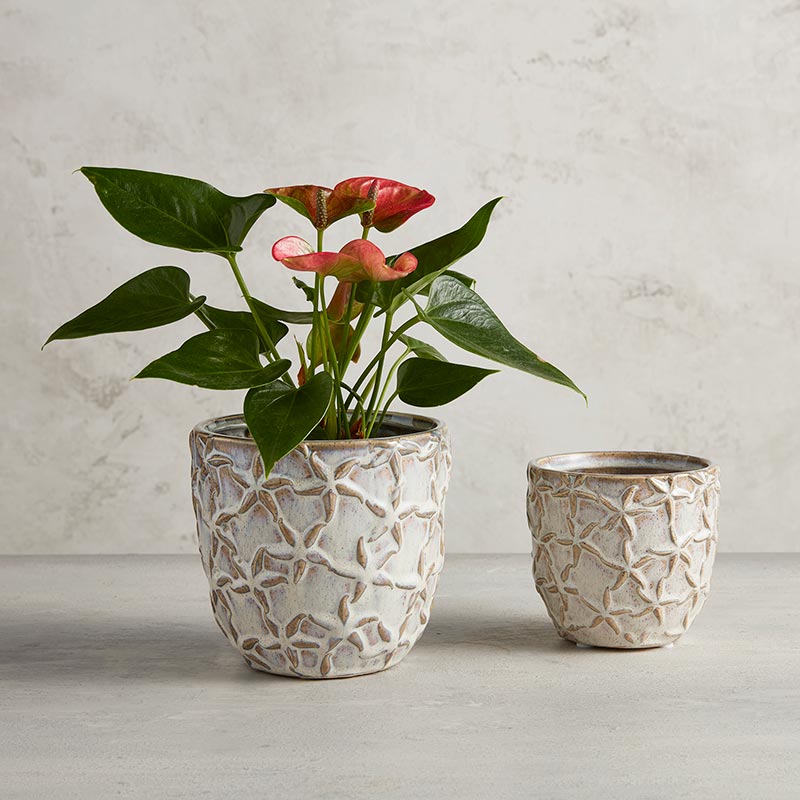 Starfish Embossed Planter - SML