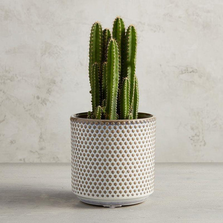 Dotted Planter - LGE