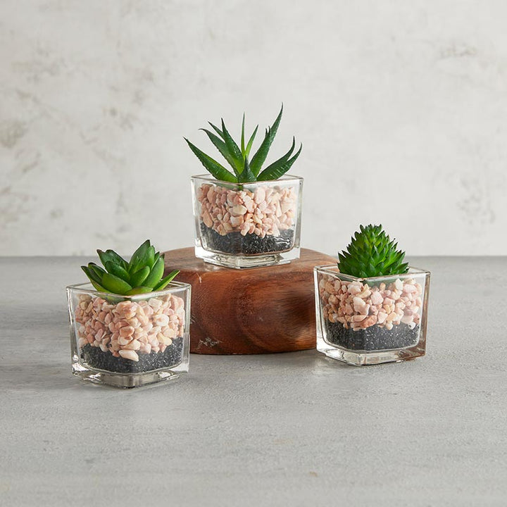 Succulent Set - Square Pot