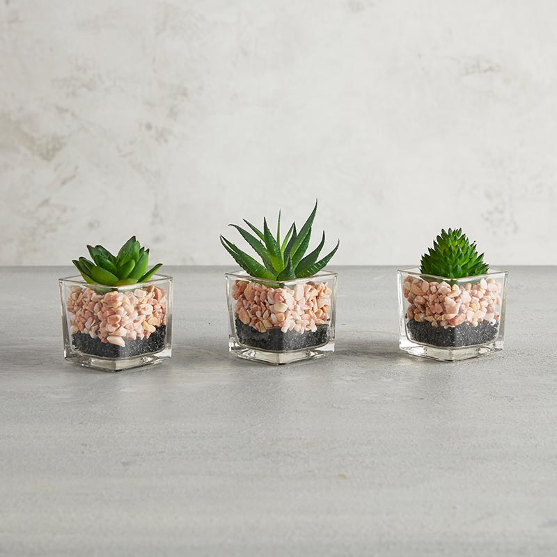 Succulent Set - Square Pot
