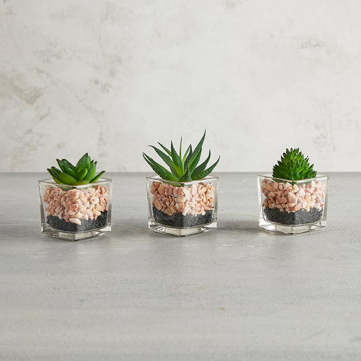 Succulent Set - Square Pot