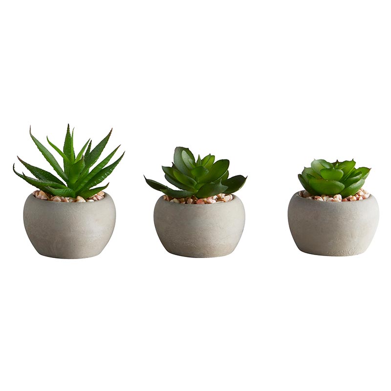 Succulent Set Mini