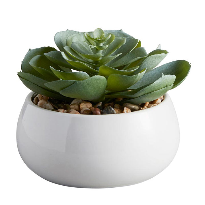 Succulent in White Pot - Elegans