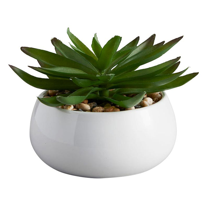Succulent in White Pot - Crassula
