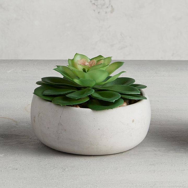 Succulent in Grey Pot - Petras Perle