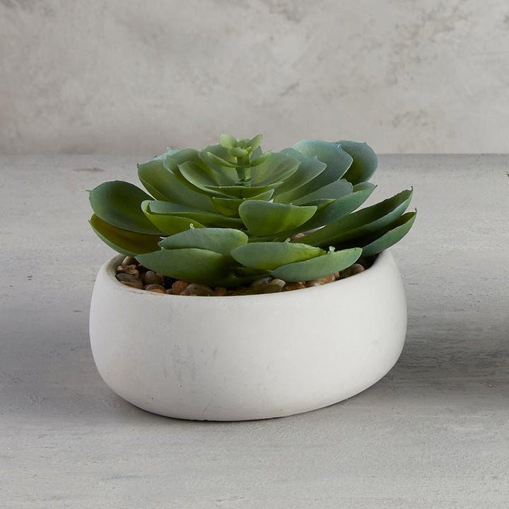 Succulent in Grey Pot - Elegans