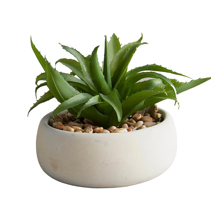 Succulent in Grey Pot - Aloe