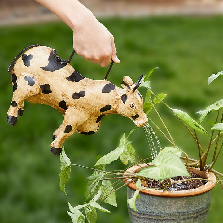 Iron Watering Can - Cow