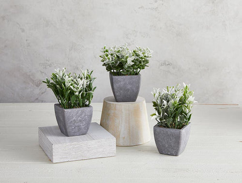 Mini Plants in Porcelain Pot - Set of 3