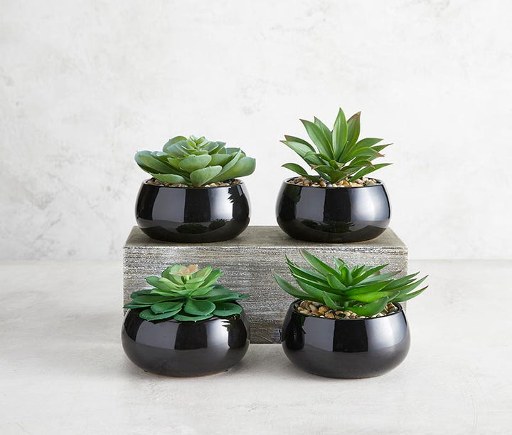 Succulent in Black Pot - Nodulosa