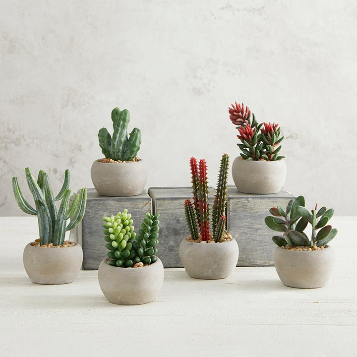 Succulent in Cement Pot - Set of Six