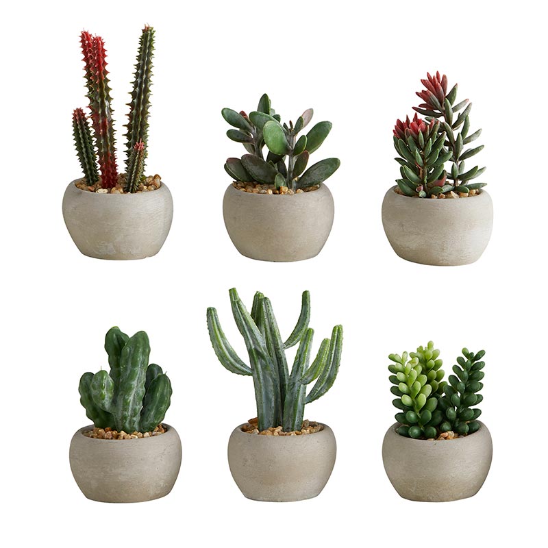 Succulent in Cement Pot - Set of Six