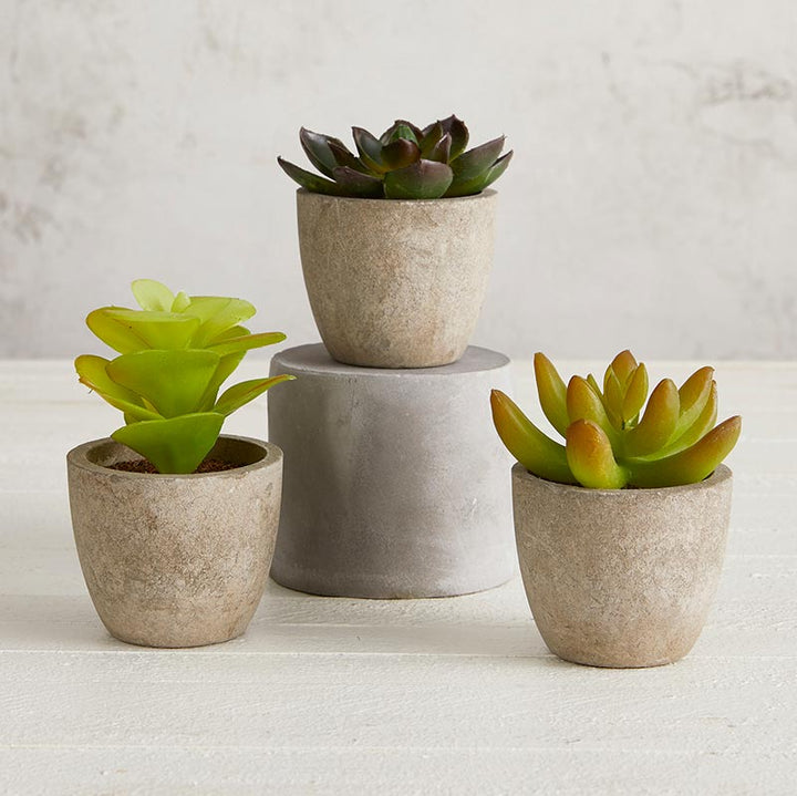 Succulent in Cement Pot - Set/3