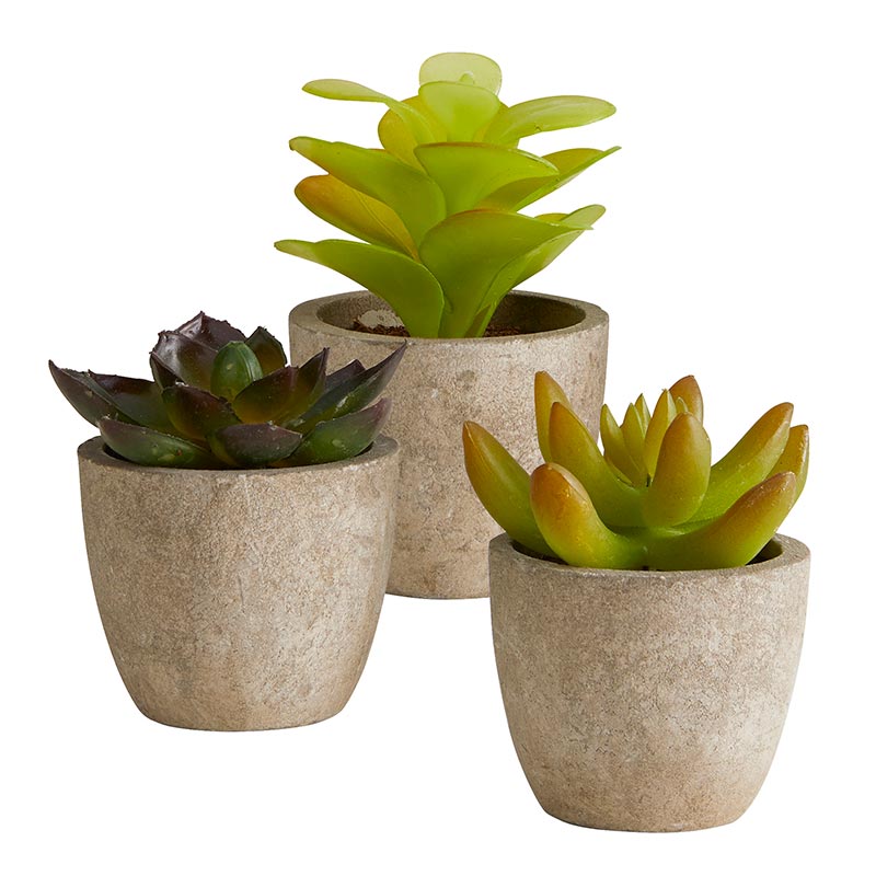 Succulent in Cement Pot - Set/3
