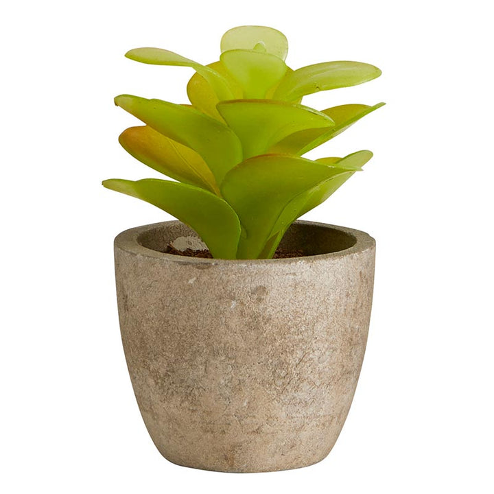 Succulent in Cement Pot - Set/3