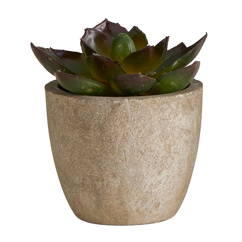 Succulent in Cement Pot - Set/3