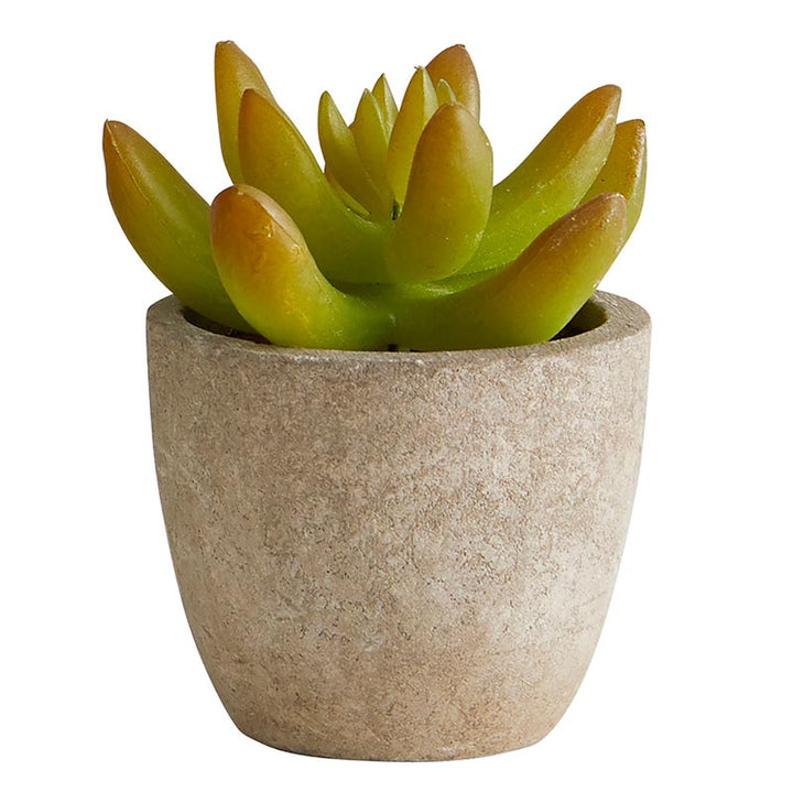 Succulent in Cement Pot - Set/3