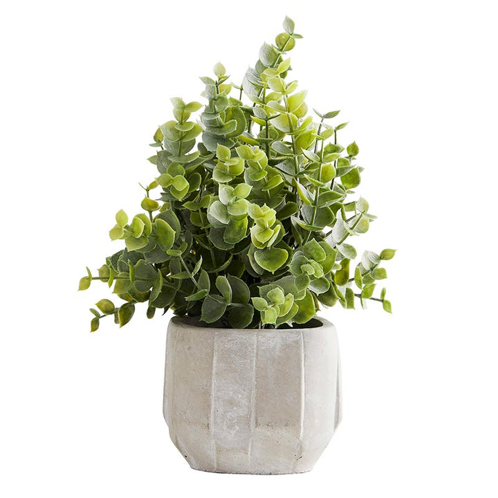 Eucalyptus in Cement Pot