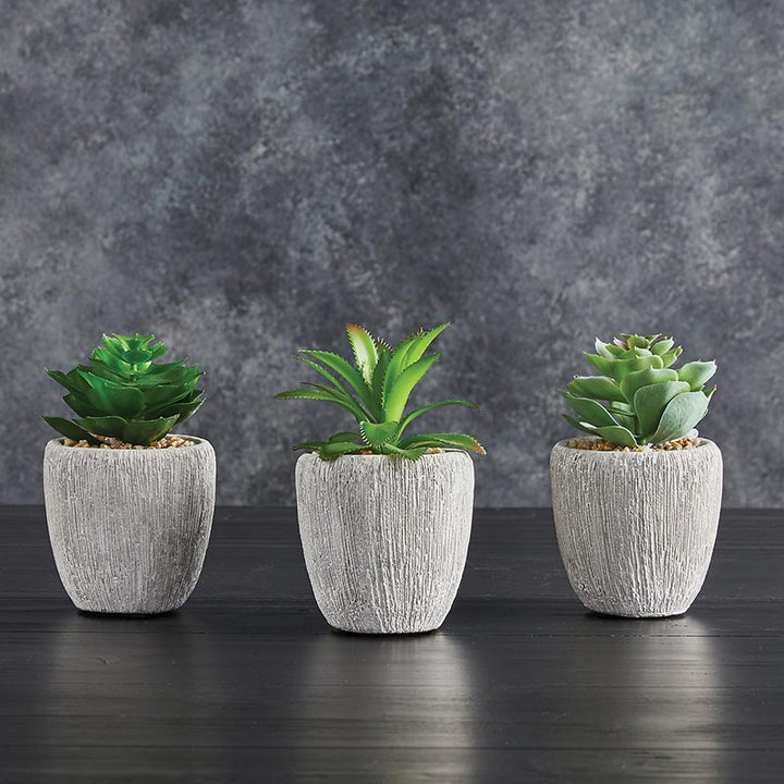 Succulents in Pot - Set/3