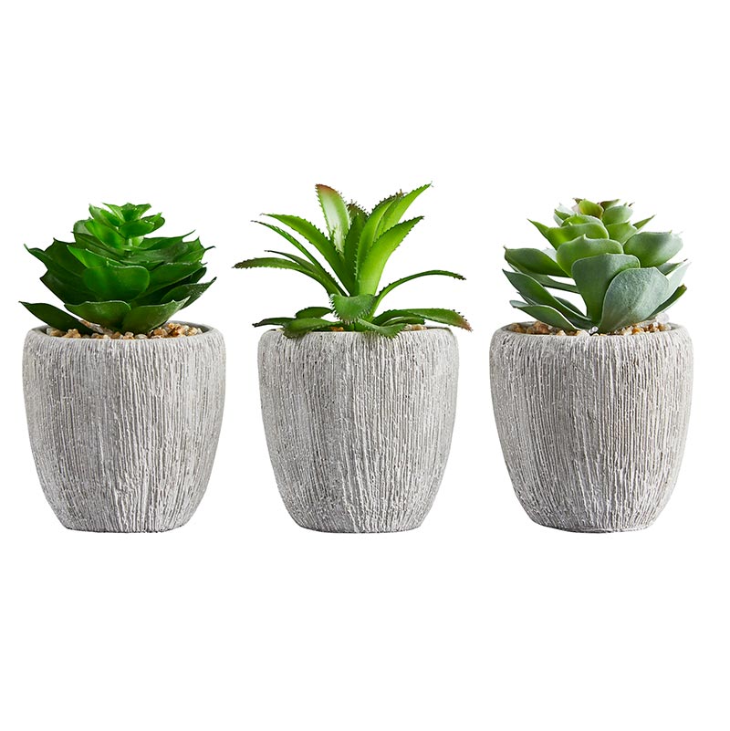 Succulents in Pot - Set/3