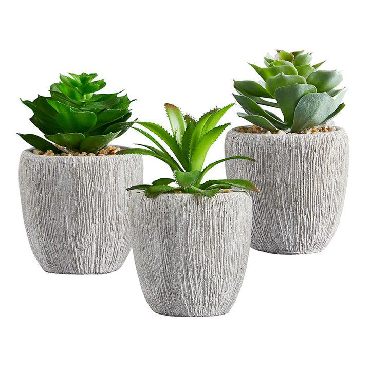 Succulents in Pot - Set/3