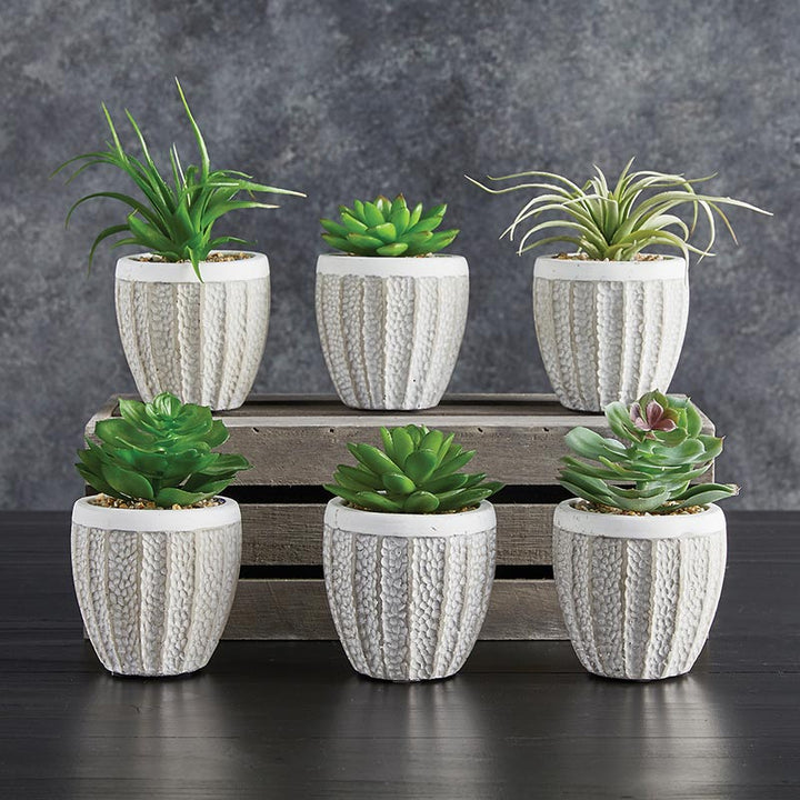 Succulents in Pot - Set/6