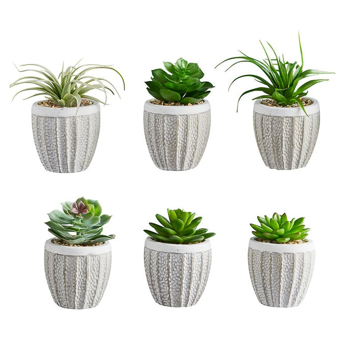 Succulents in Pot - Set/6