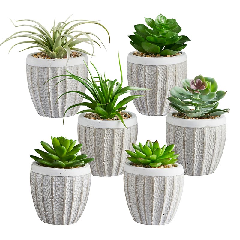 Succulents in Pot - Set/6