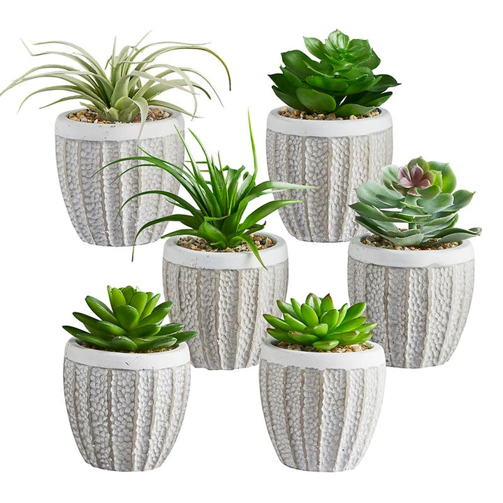 Succulents in Pot - Set/6