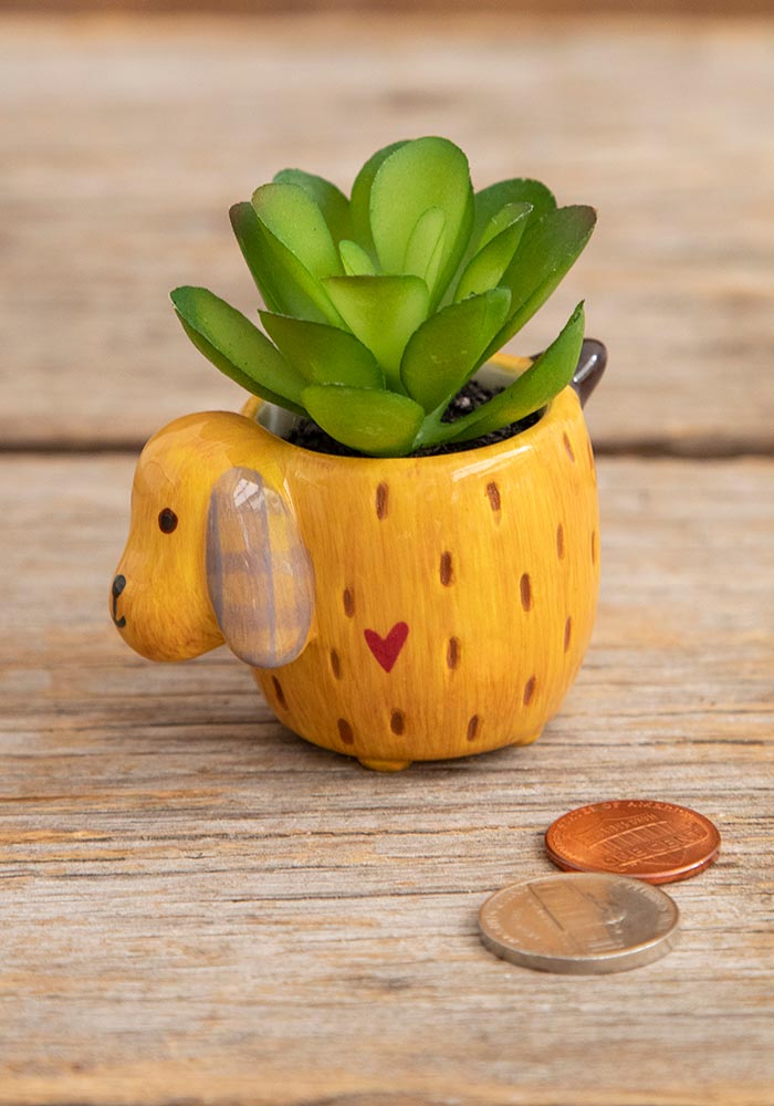 SUCCULENT CRITTER YELLOW DOG