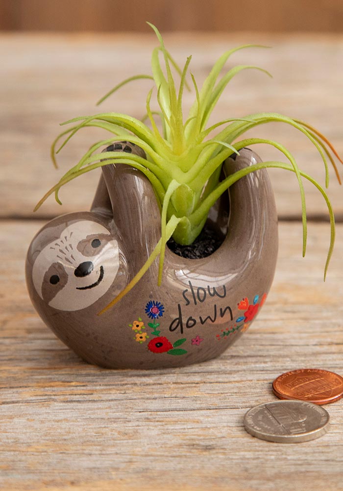 SUCCULENT CRITTER GREY SLOTH