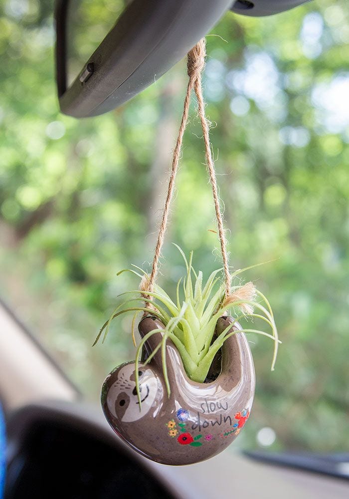SUCCULENT CRITTER HANGING GREY SLOTH